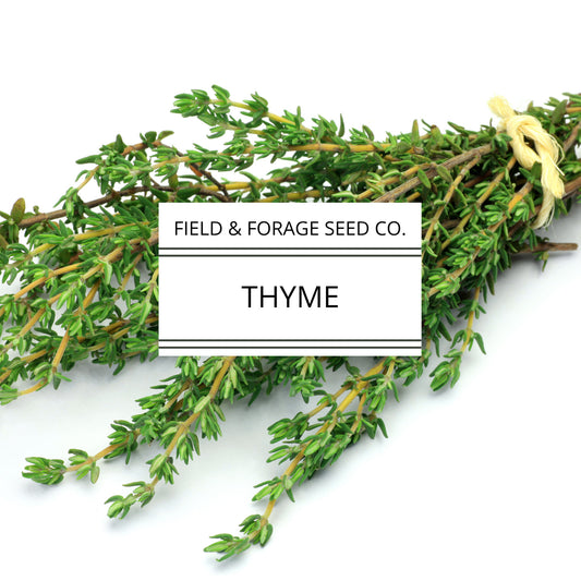 Thyme | Thymus vulgaris | Heirloom | Non-GMO | 100 Seeds