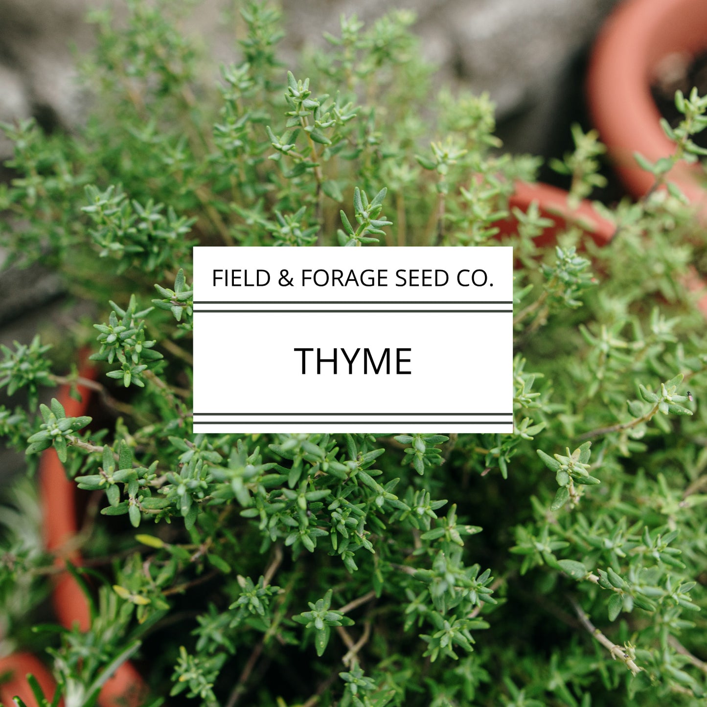 Thyme | Thymus vulgaris | Heirloom | Non-GMO | 100 Seeds
