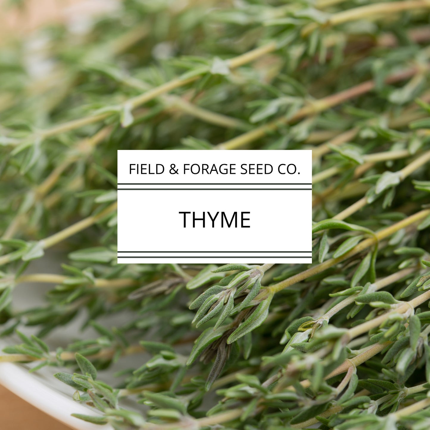 Thyme | Thymus vulgaris | Heirloom | Non-GMO | 100 Seeds