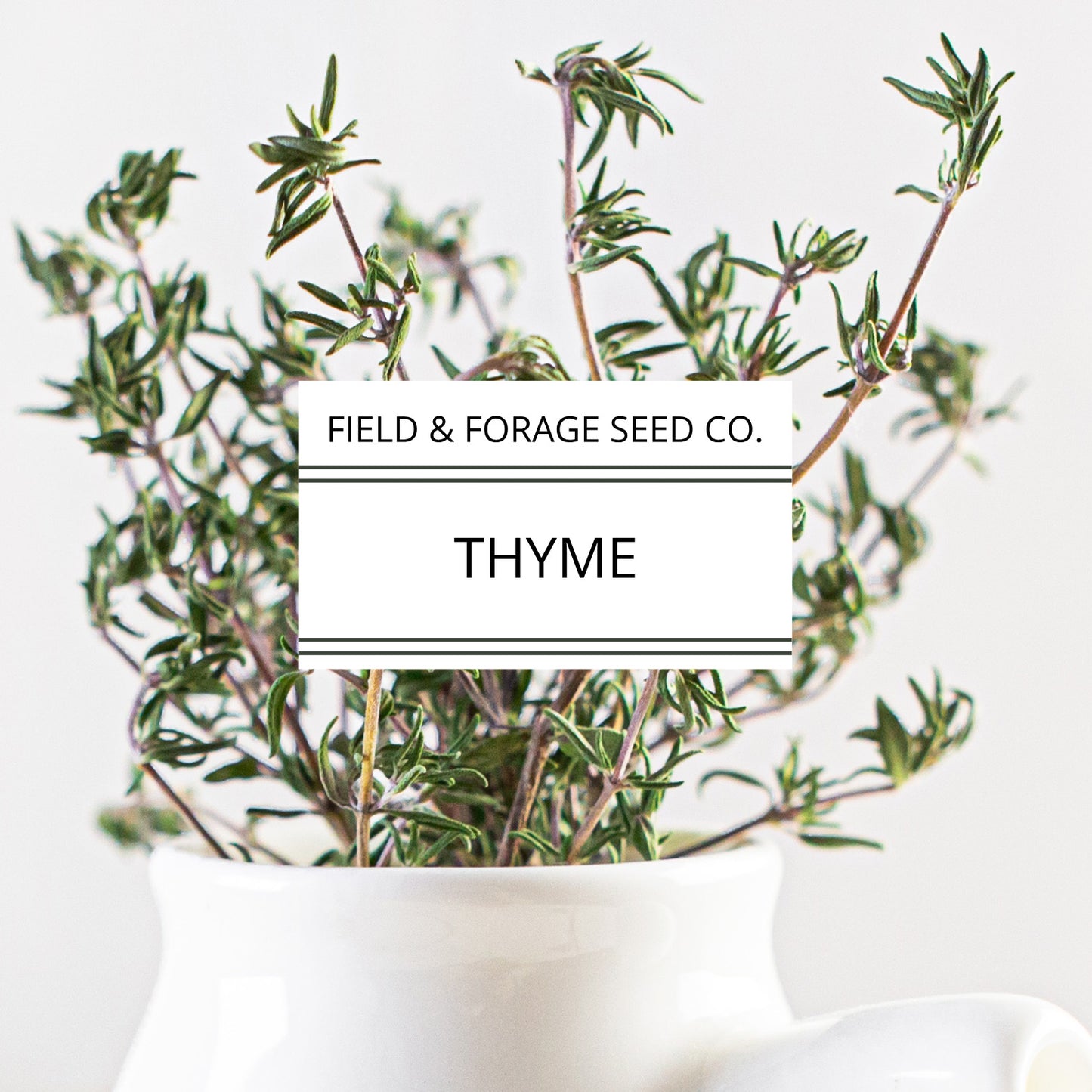 Thyme | Thymus vulgaris | Heirloom | Non-GMO | 100 Seeds