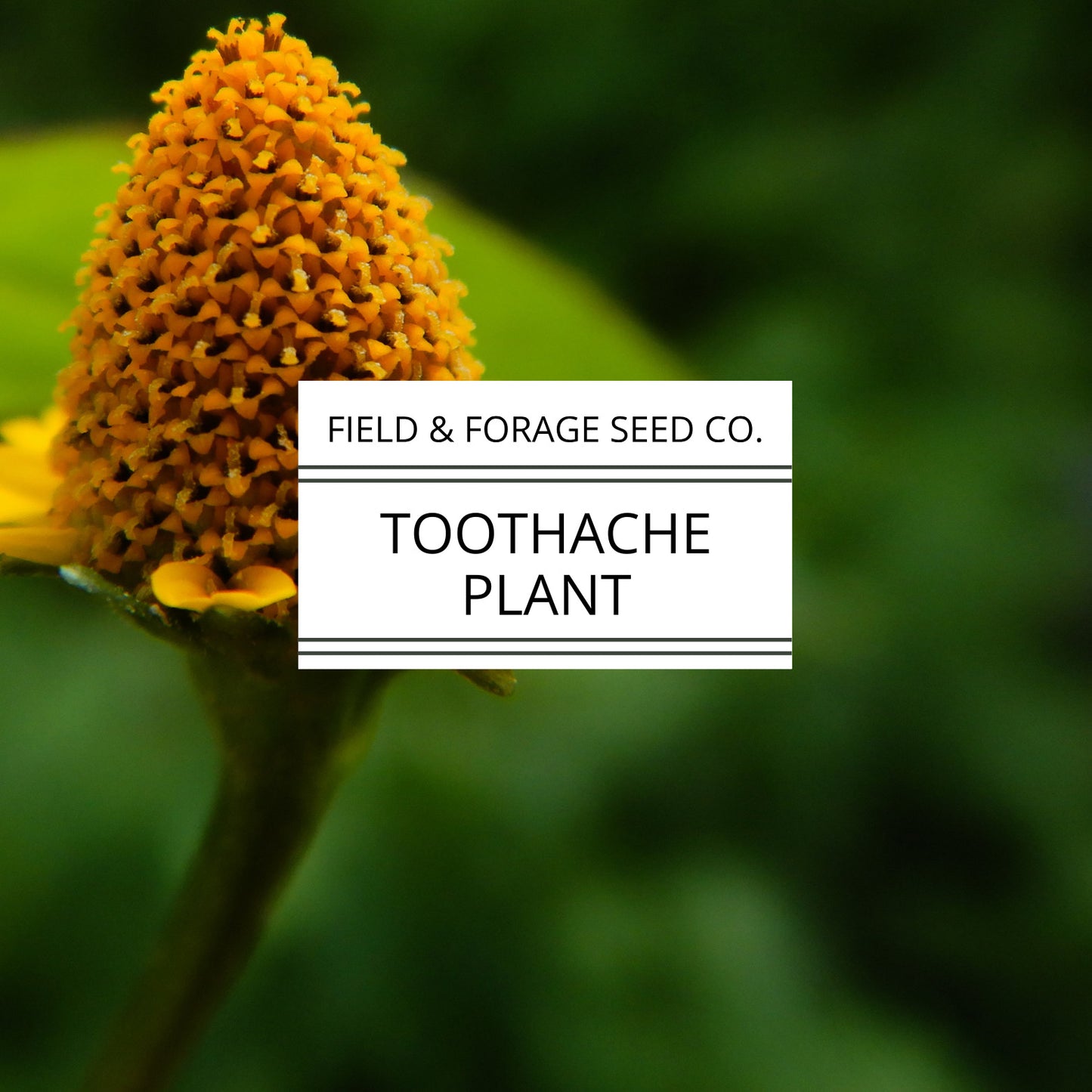Toothache Plant | Acmella oleracea | Natural Numbing Herb | Medicinal & Ornamental | Non-GMO |50 Seeds