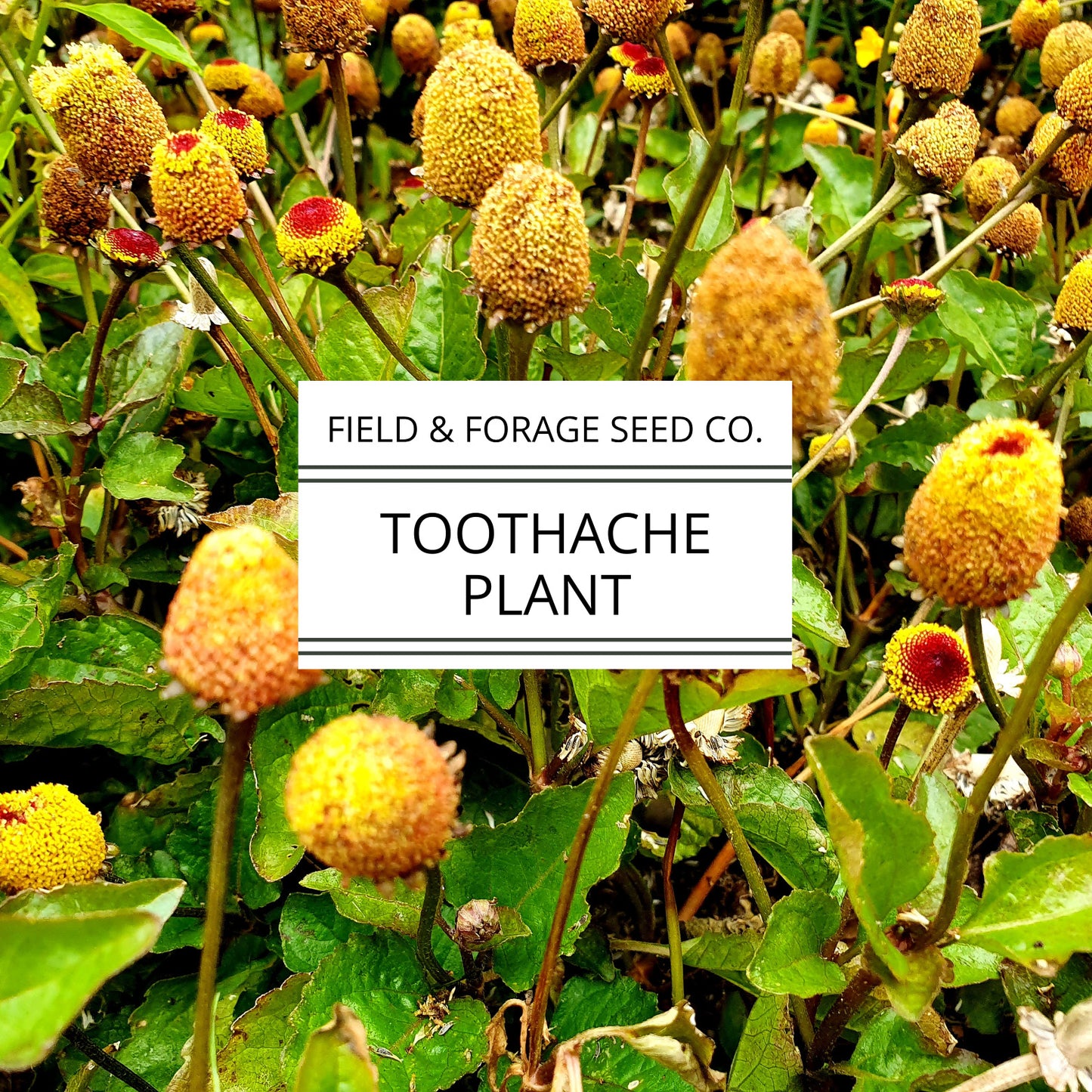 Toothache Plant | Acmella oleracea | Natural Numbing Herb | Medicinal & Ornamental | Non-GMO |50 Seeds