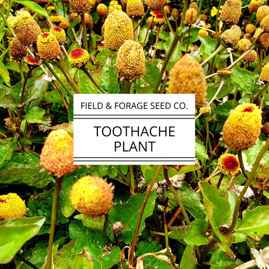 Toothache Plant | Acmella oleracea | Natural Numbing Herb | Medicinal & Ornamental | Non-GMO |50 Seeds