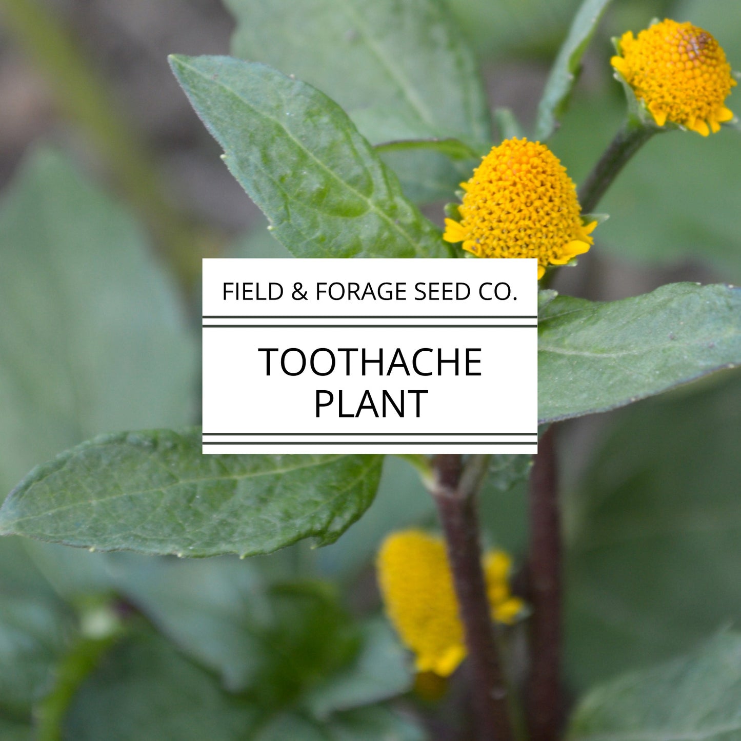 Toothache Plant | Acmella oleracea | Natural Numbing Herb | Medicinal & Ornamental | Non-GMO |50 Seeds