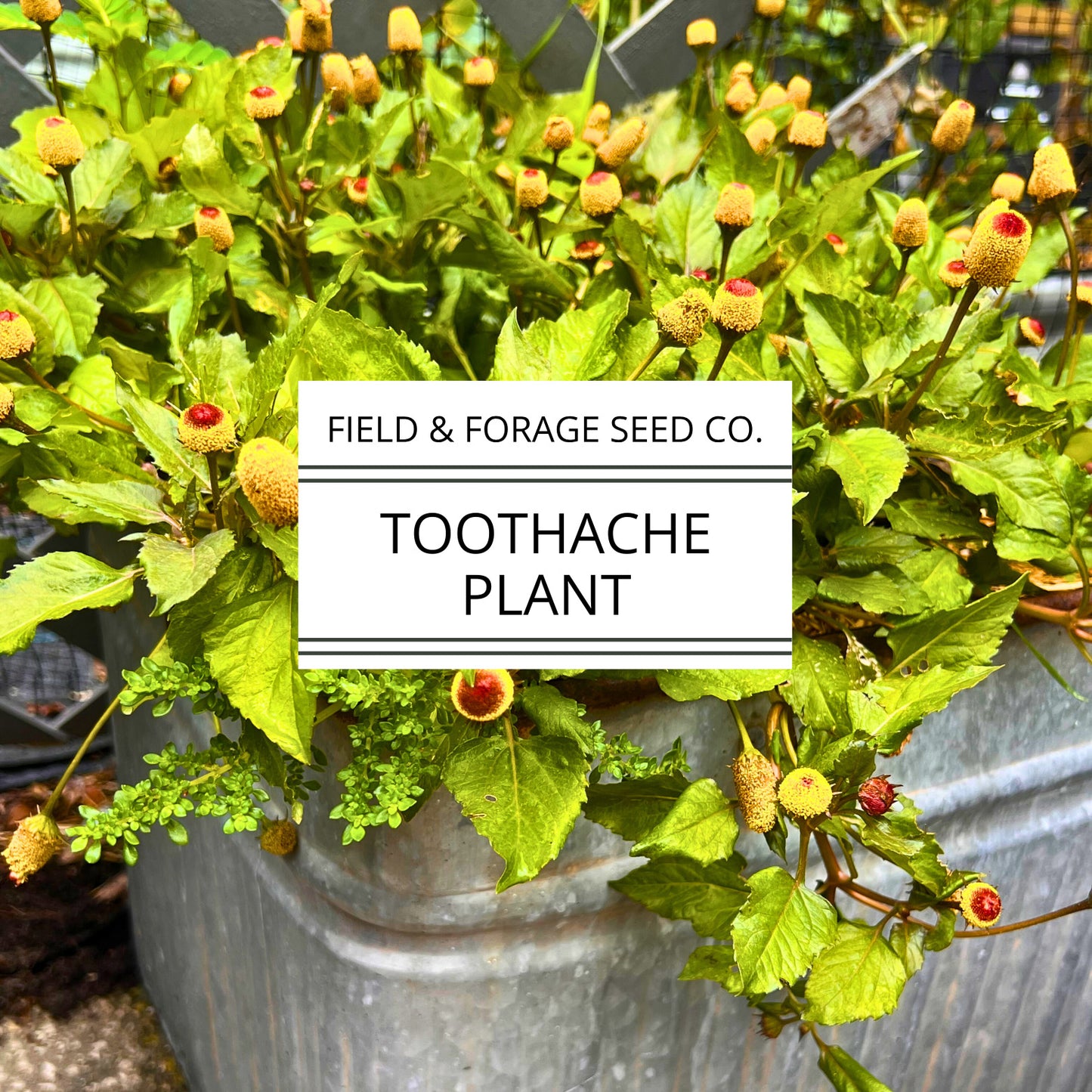 Toothache Plant | Acmella oleracea | Natural Numbing Herb | Medicinal & Ornamental | Non-GMO |50 Seeds