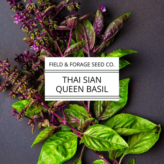 Thai Basil ‘Siam Queen’ | Ocimum basilicum | Pollinator Friendly | Non-GMO – 200 Seeds
