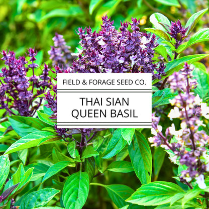 Thai Basil ‘Siam Queen’ | Ocimum basilicum | Pollinator Friendly | Non-GMO – 200 Seeds