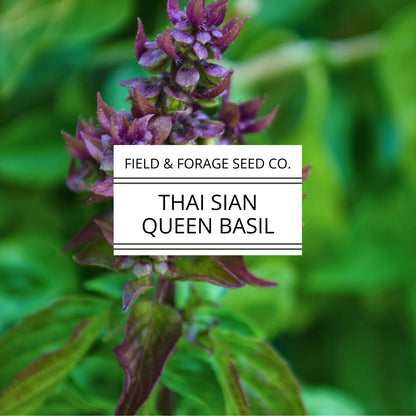 Thai Basil ‘Siam Queen’ | Ocimum basilicum | Pollinator Friendly | Non-GMO – 200 Seeds