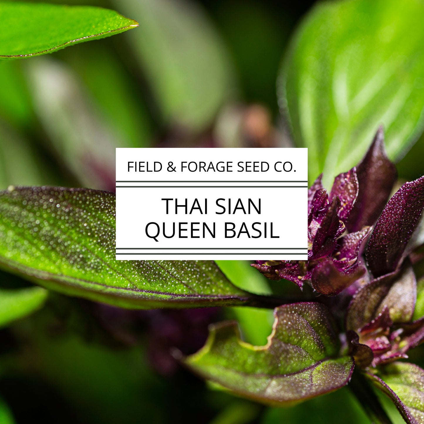 Thai Basil ‘Siam Queen’ | Ocimum basilicum | Pollinator Friendly | Non-GMO – 200 Seeds