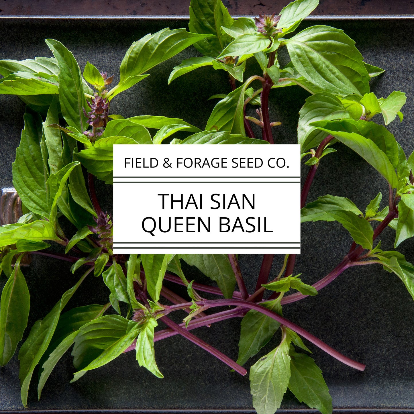Thai Basil ‘Siam Queen’ | Ocimum basilicum | Pollinator Friendly | Non-GMO – 200 Seeds