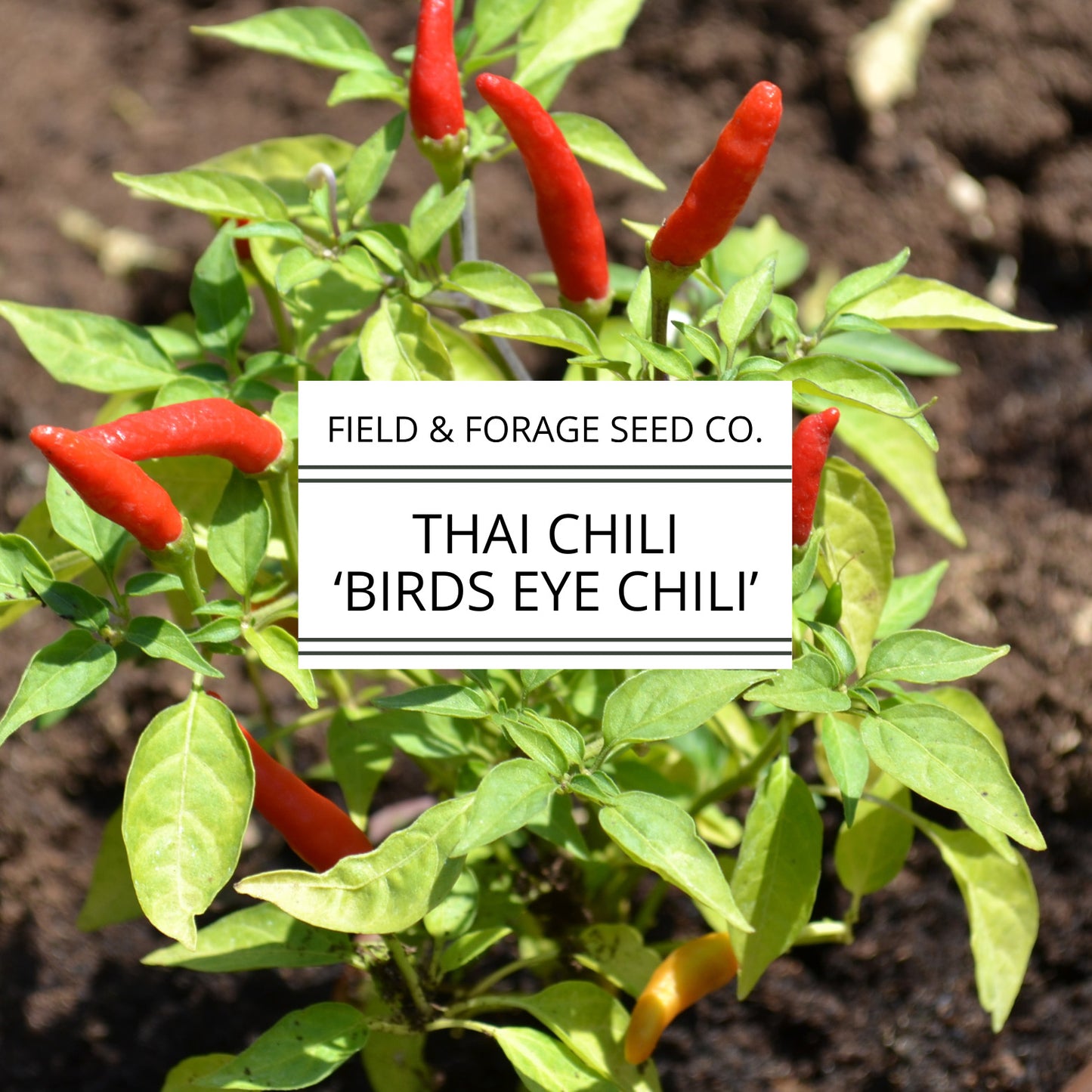 Thai Pepper 'Bird’s Eye Chili' | Capsicum annuum | Heirloom | Non-GMO | 30 Seeds