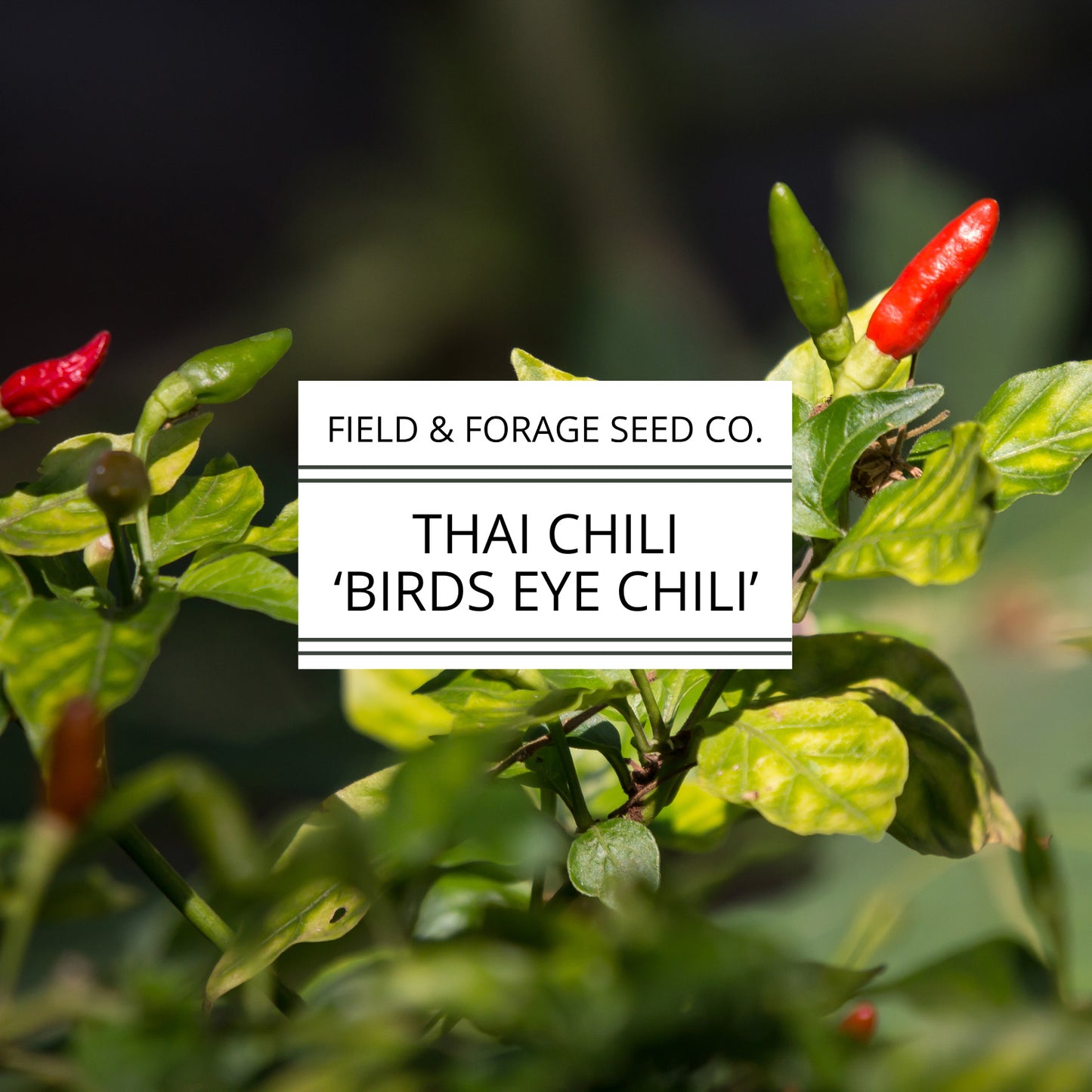 Thai Pepper 'Bird’s Eye Chili' | Capsicum annuum | Heirloom | Non-GMO | 30 Seeds