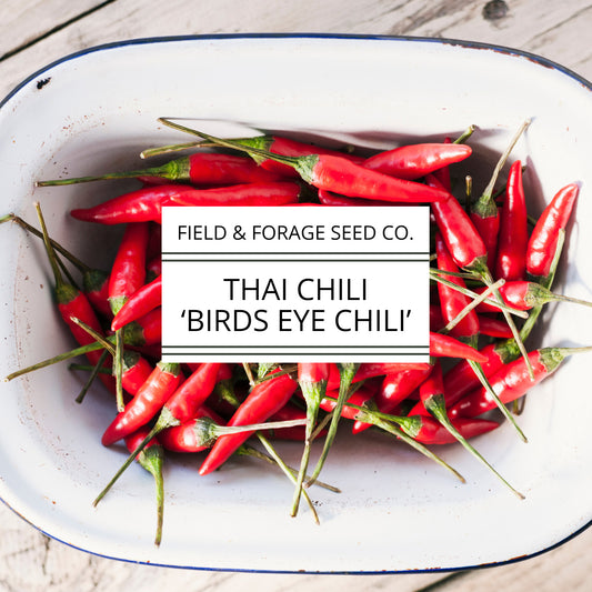 Thai Pepper 'Bird’s Eye Chili' | Capsicum annuum | Heirloom | Non-GMO | 30 Seeds