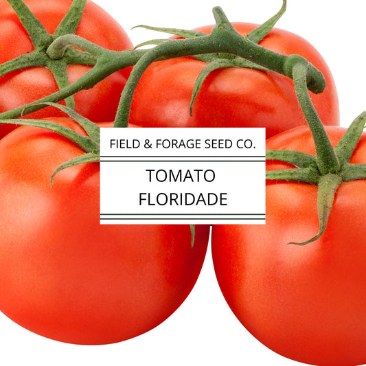 Tomato Campbell’s 33| Classic Canning & Slicing Tomato | Heirloom | Non-GMO – 35 Seeds