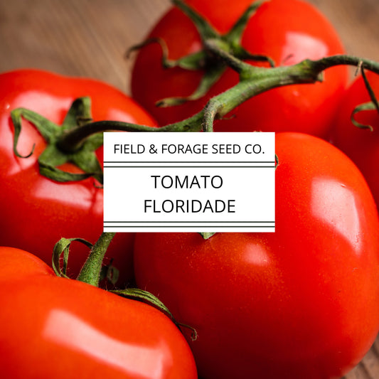 Tomato Floridade | Heat-Tolerant Heirloom | Non-GMO  | 300 Seeds