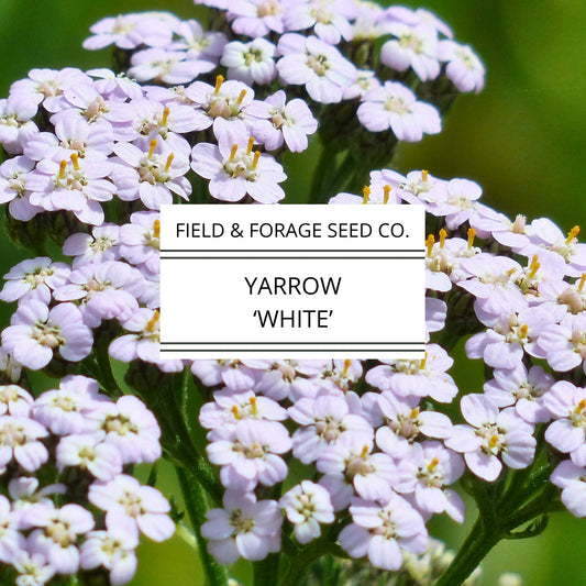 Yarrow 'White' | Achillea millefolium | Heirloom | Non-GMO | 100 Seeds
