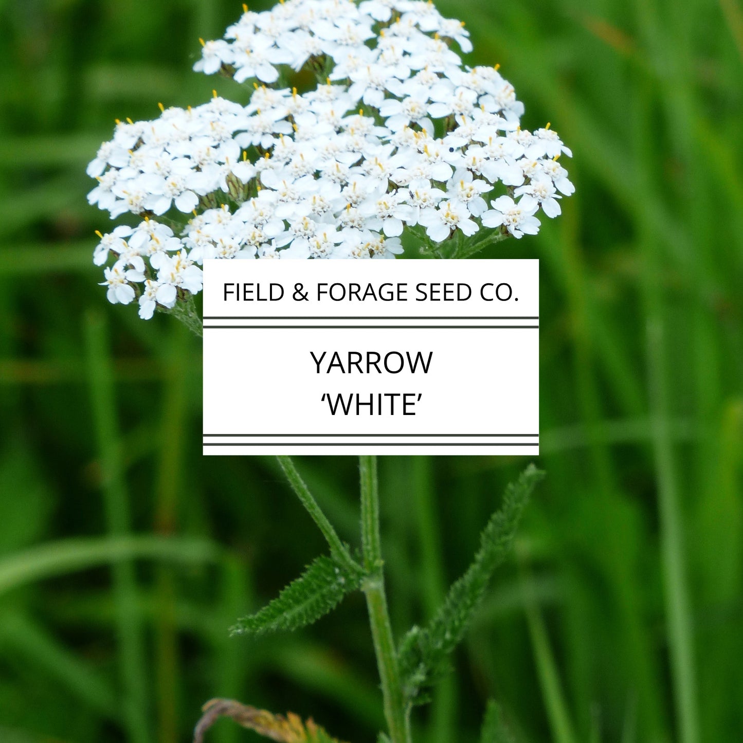 Yarrow 'White' | Achillea millefolium | Heirloom | Non-GMO | 100 Seeds