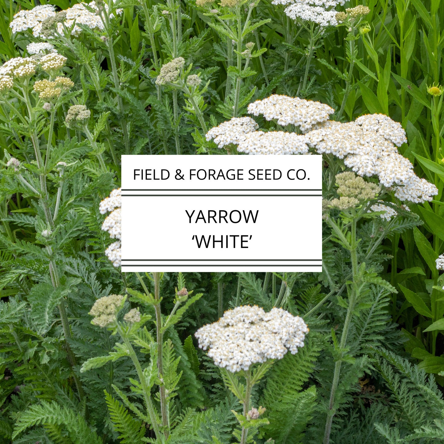 Yarrow 'White' | Achillea millefolium | Heirloom | Non-GMO | 100 Seeds
