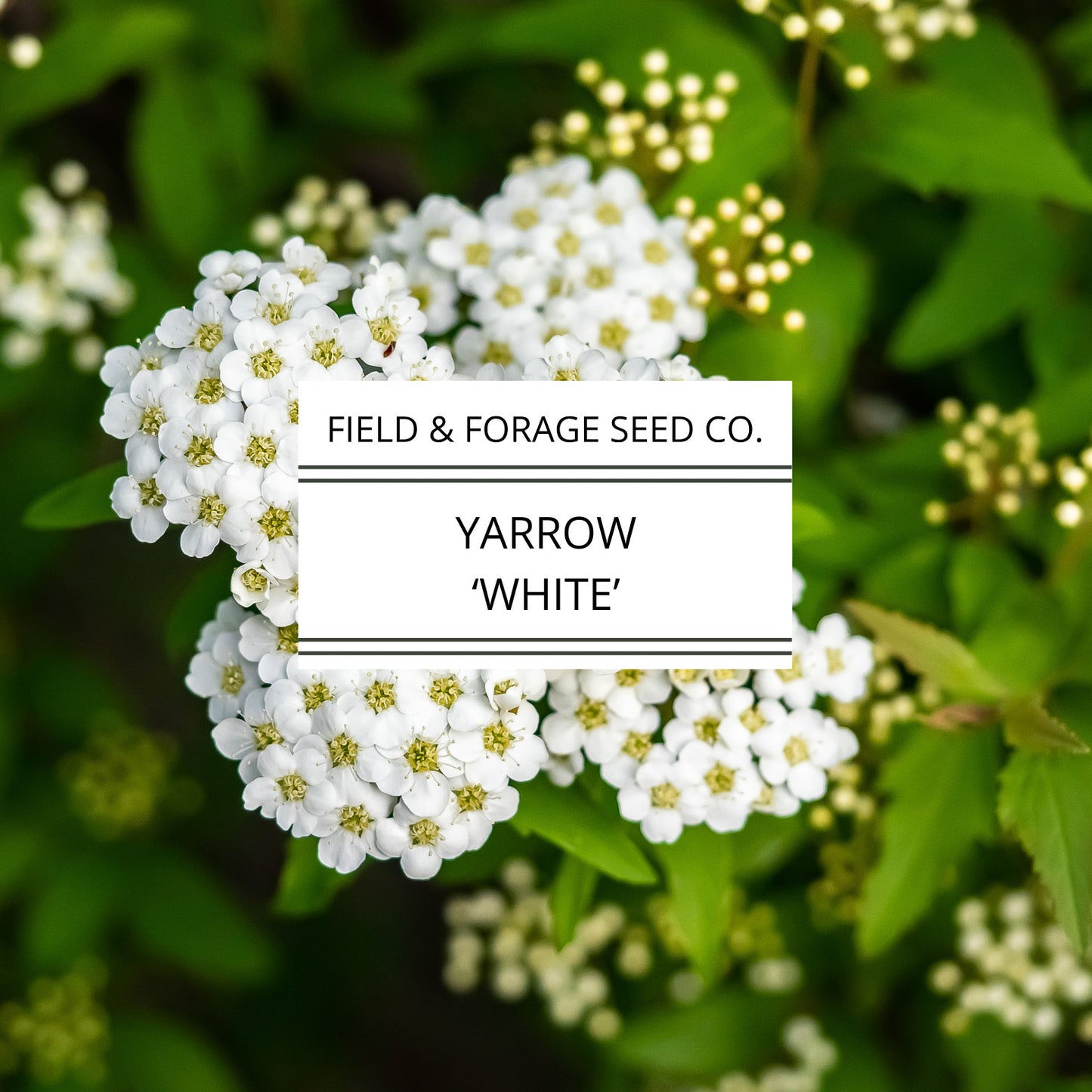 Yarrow 'White' | Achillea millefolium | Heirloom | Non-GMO | 100 Seeds
