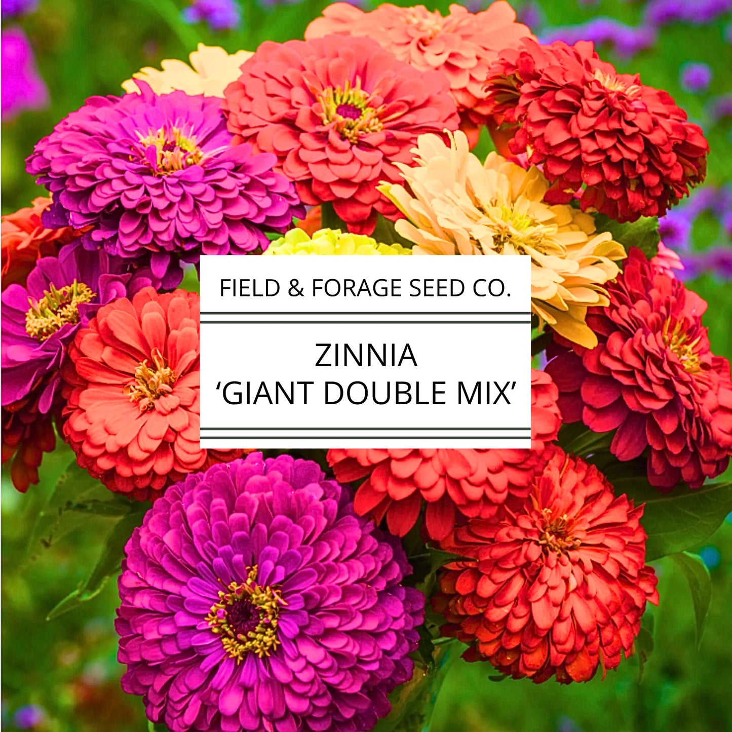 Zinnia 'Giant Double Mix' | Zinnia elegans | Heirloom | Non-GMO | 200 Seeds