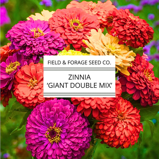 Zinnia 'Giant Double Mix' | Zinnia elegans | Heirloom | Non-GMO | 200 Seeds