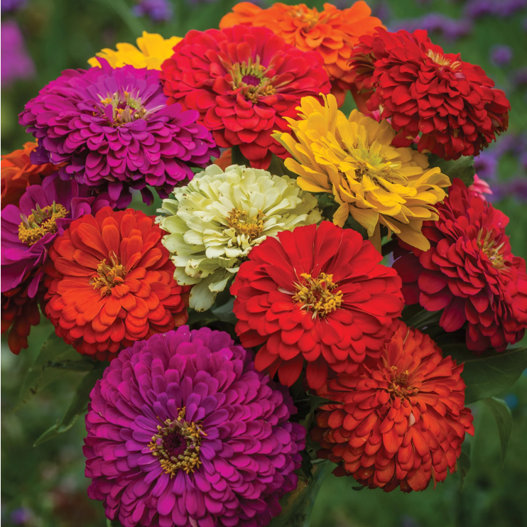 Zinnia 'Giant Double Mix' | Zinnia elegans | Heirloom | Non-GMO | 200 Seeds