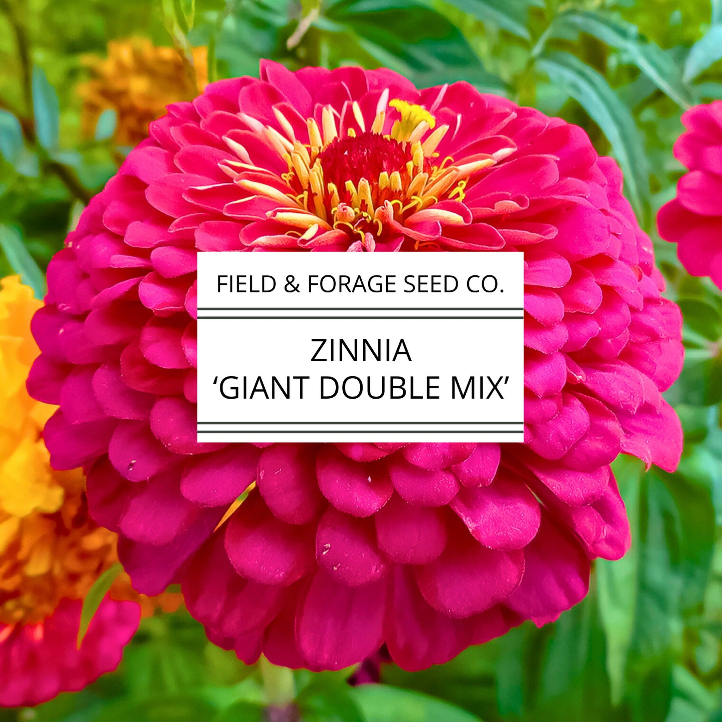 Zinnia 'Giant Double Mix' | Zinnia elegans | Heirloom | Non-GMO | 200 Seeds