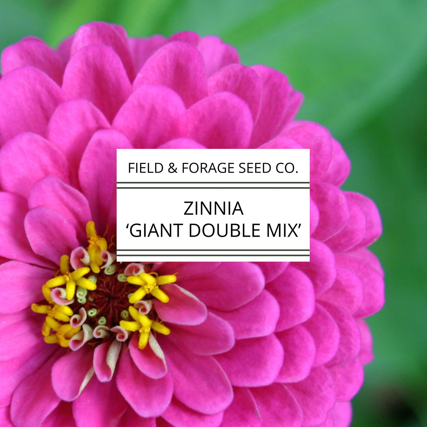 Zinnia 'Giant Double Mix' | Zinnia elegans | Heirloom | Non-GMO | 200 Seeds