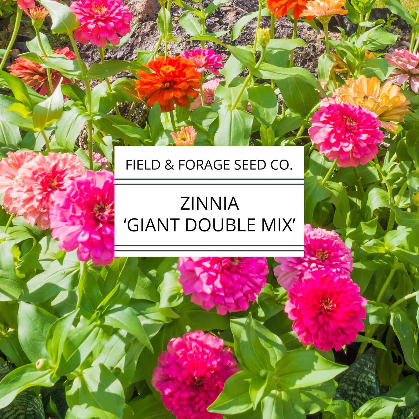 Zinnia 'Giant Double Mix' | Zinnia elegans | Heirloom | Non-GMO | 200 Seeds