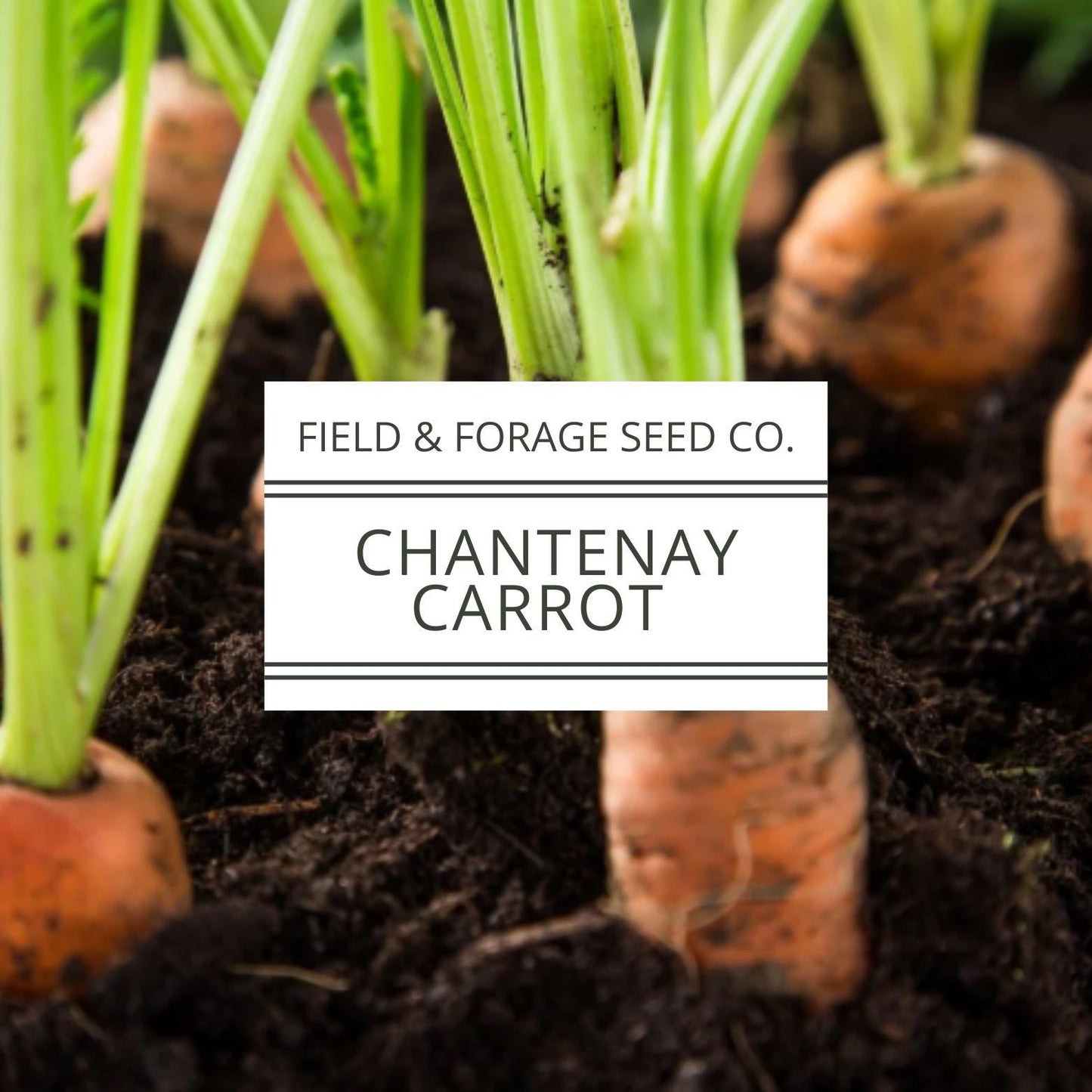 Chantenay Red Cored Carrot Seeds | Heirloom | Non-GMO | 1000 Seeds