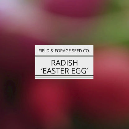 Radish 'Easter Egg' | Raphanus sativus | Heirloom | Non-GMO | 200 Seeds