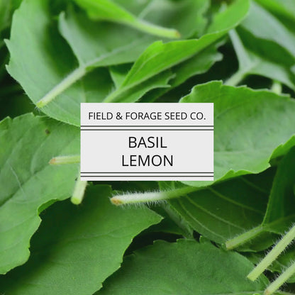 Basil 'Lemon' | Ocimum basilicum var. citriodorum | Heirloom | Non-GMO | 100 Seeds