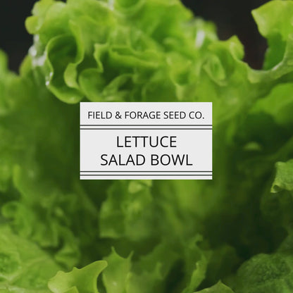 Lettuce 'Salad Bowl' | Lactuca sativa | Heirloom | Non-GMO | 300 Seeds