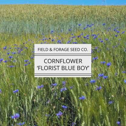 Cornflower 'Florist Blue Boy' | Centaurea cyanus | Heirloom | Non-GMO | 200 Seeds