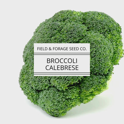 Cabbage ‘Copenhagen Market’ | Brassica oleracea var. capitata |  Non-GMO | 300 Seeds