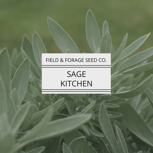 Sage 'Kitchen' | Salvia officinalis | Heirloom | Non-GMO | 100 Seeds